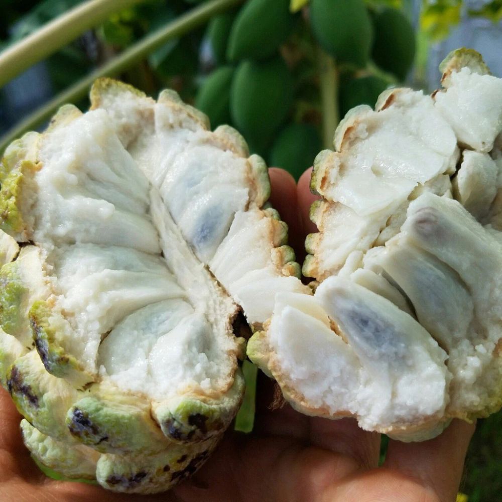 annona-squamosa-thai-lessard-sweetsop-sugar-apple
