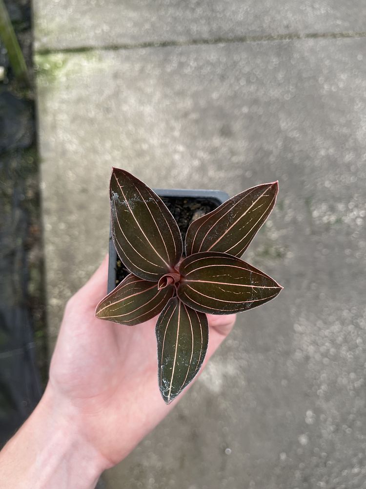 anoectochilus-burmannicus-jewel-orchid-myanamar-anoectochilus-species-orchid