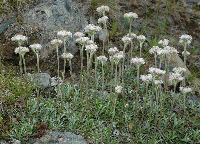 antennaria-plantaginifolia-plain-leaf-pussytoes