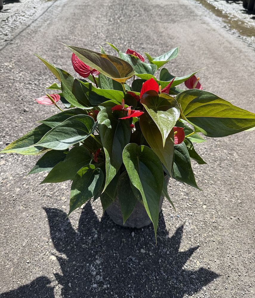 anthurium-adios-red