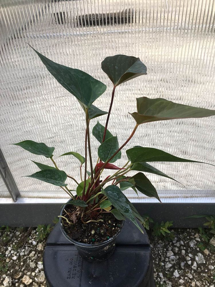 anthurium-amalia-hot-lips