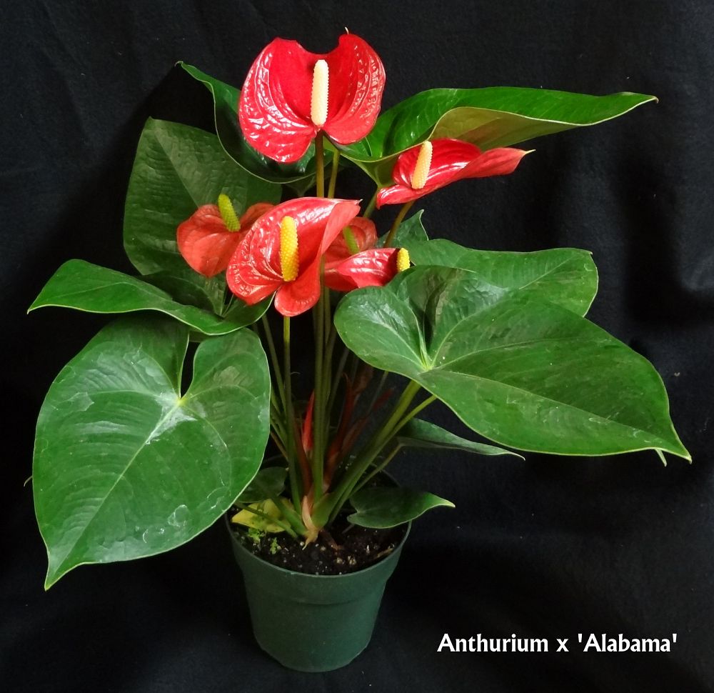 anthurium-andraeanum-alabama-flamingo-flower-tail-flower