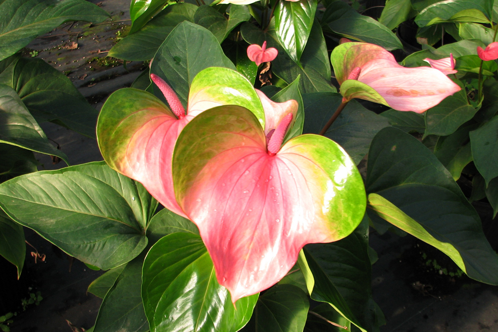anthurium-andraeanum-miss-june-flamingo-flower