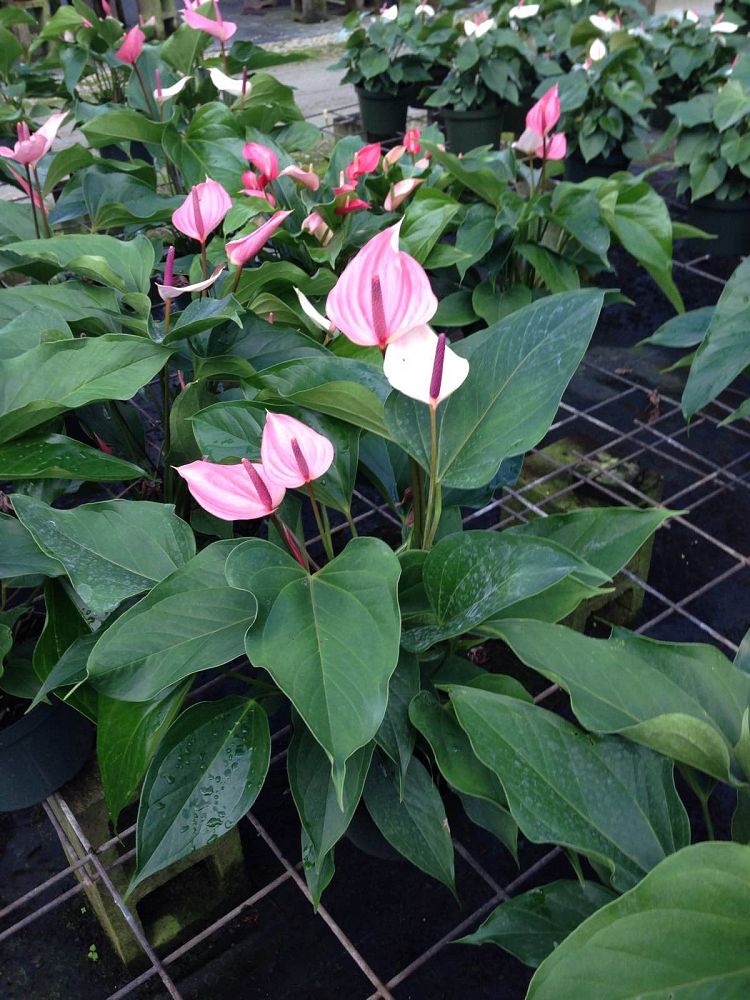 anthurium-andraeanum-miss-june-flamingo-flower