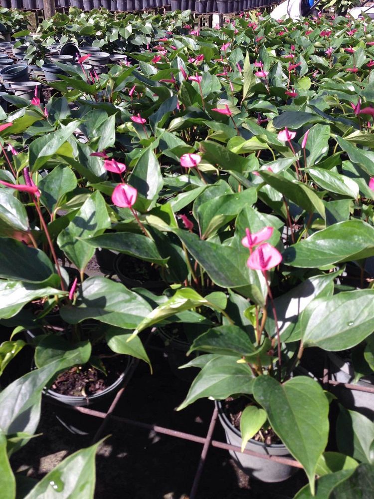 anthurium-andraeanum-miss-june-flamingo-flower