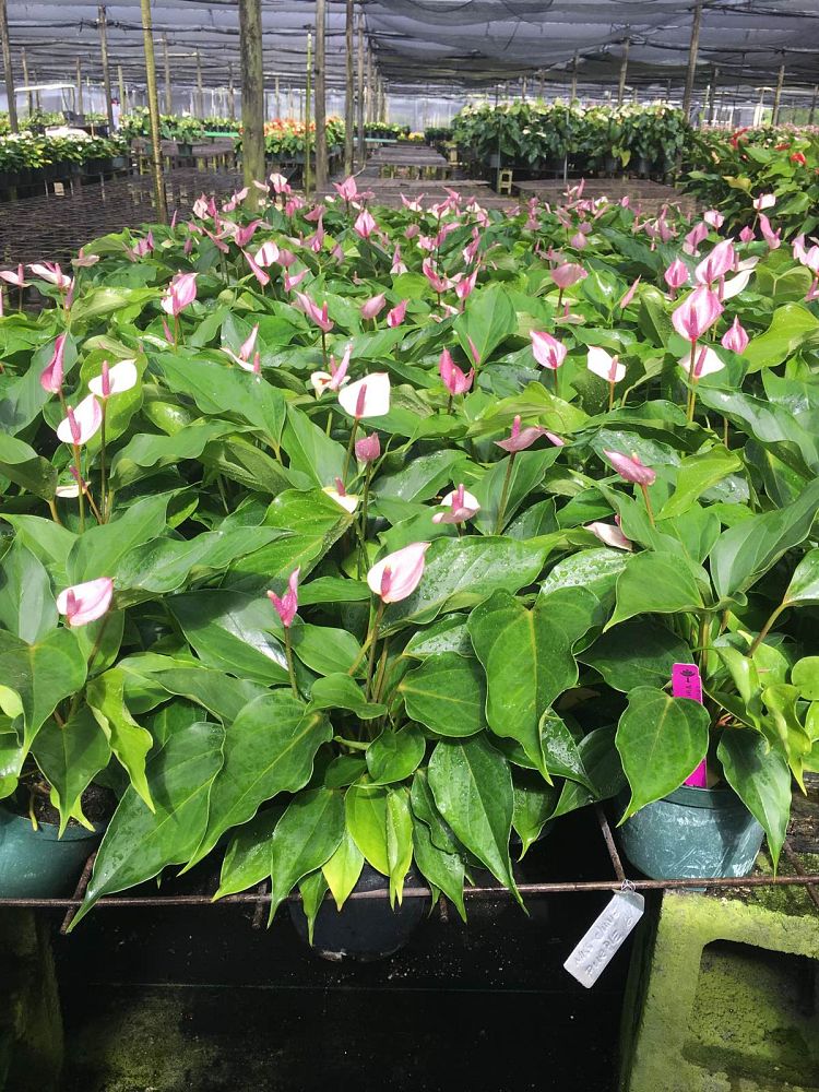 anthurium-andraeanum-miss-june-flamingo-flower