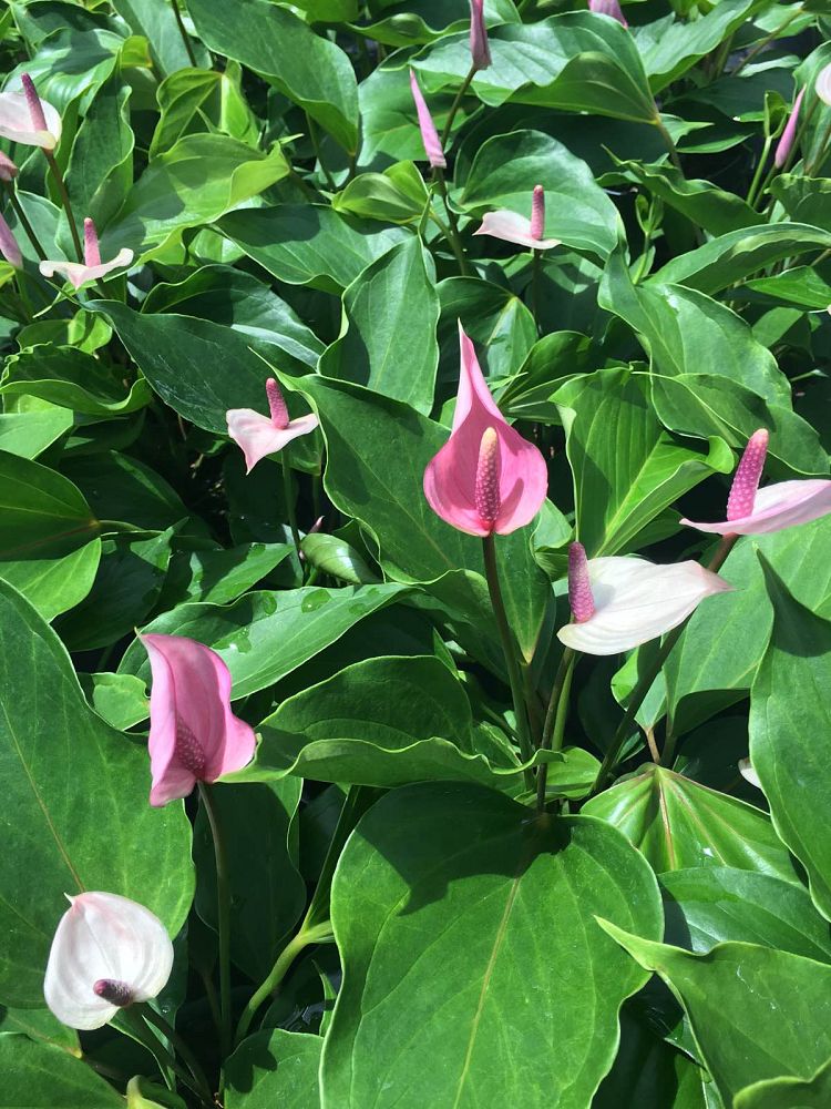 anthurium-andraeanum-miss-june-flamingo-flower