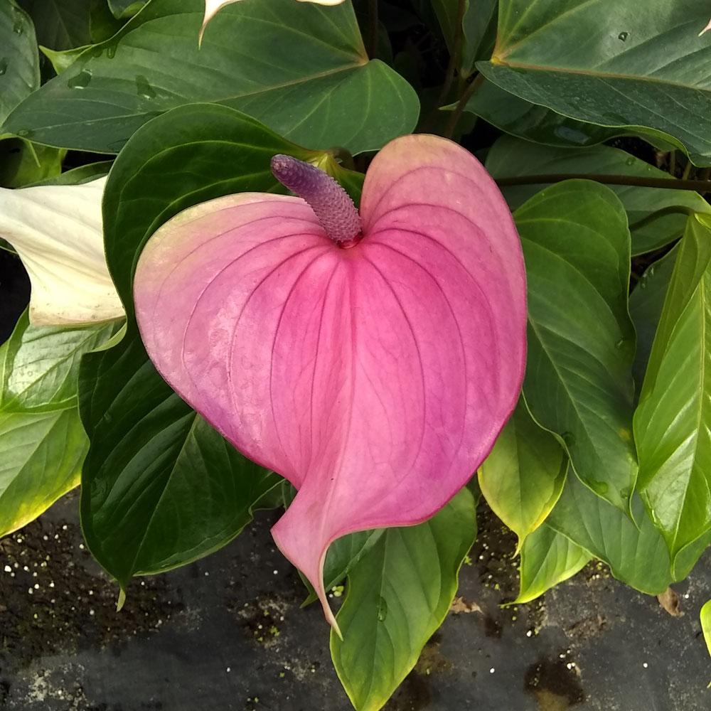 anthurium-andraeanum-miss-june-flamingo-flower