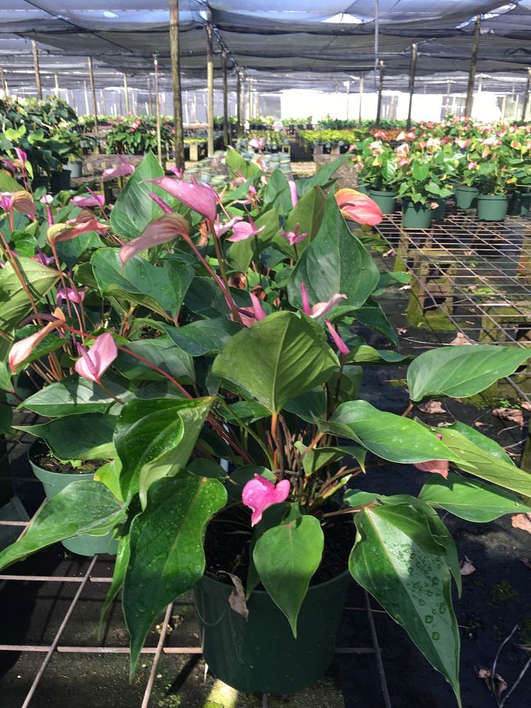 anthurium-andraeanum-miss-june-flamingo-flower