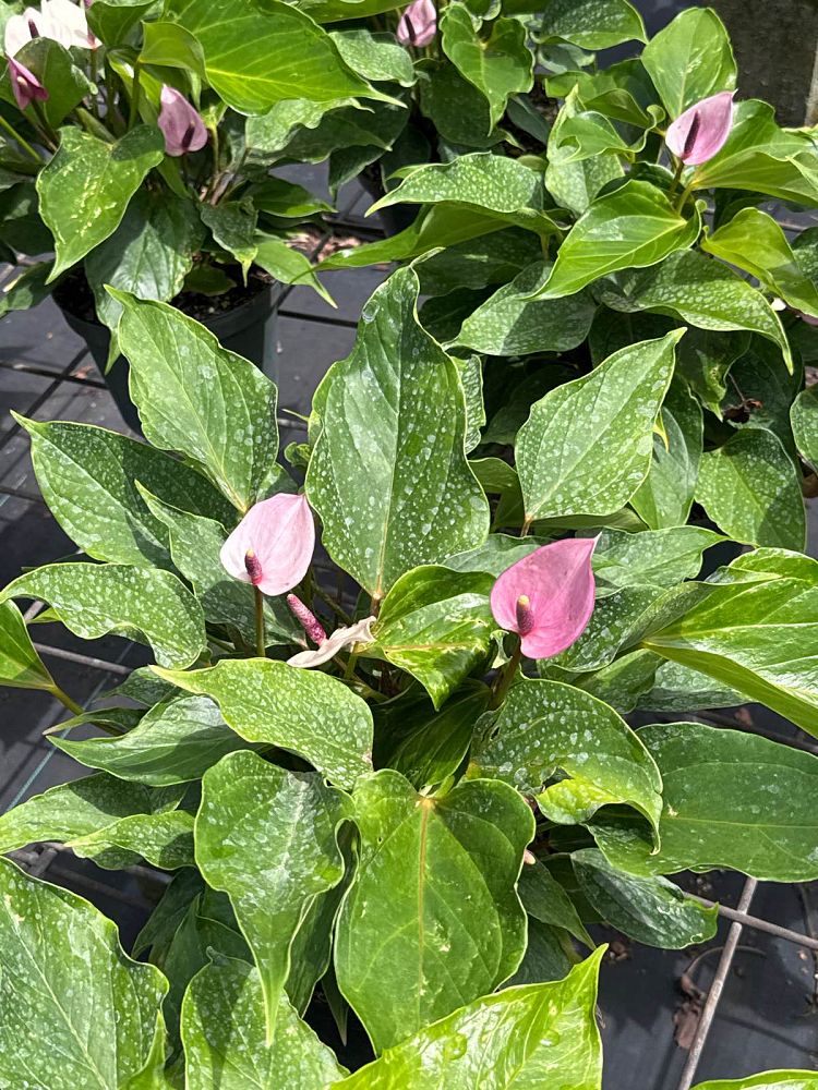 anthurium-andraeanum-miss-june-flamingo-flower