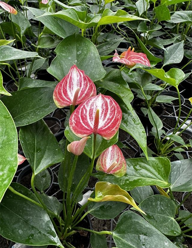 anthurium-andraeanum-variegata-variegated-anthurium