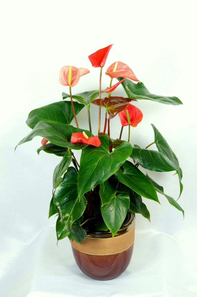 anthurium-aren-t-you-orange