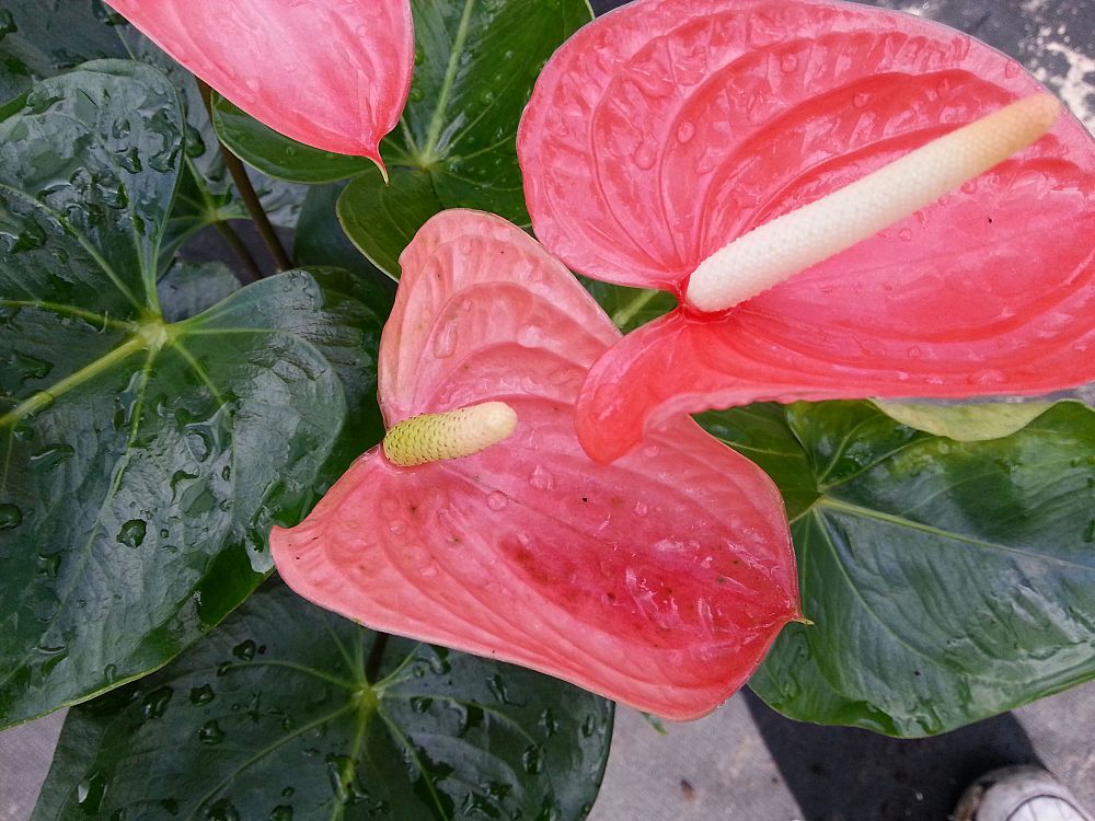 anthurium-aren-t-you-orange