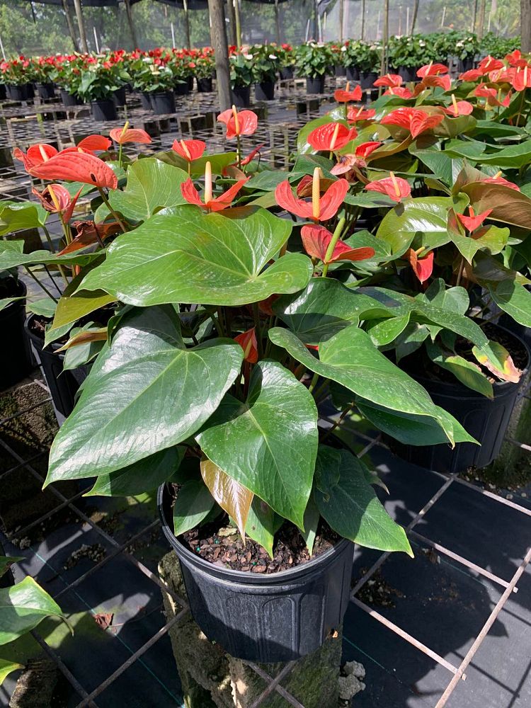 anthurium-aren-t-you-orange