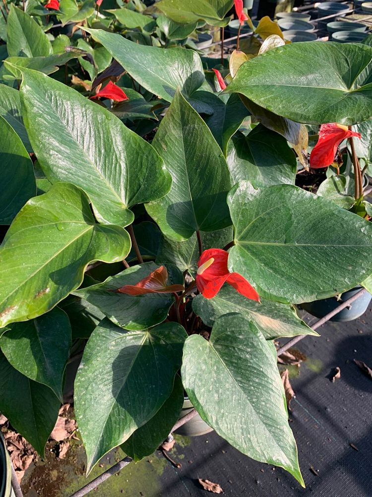 anthurium-aren-t-you-orange