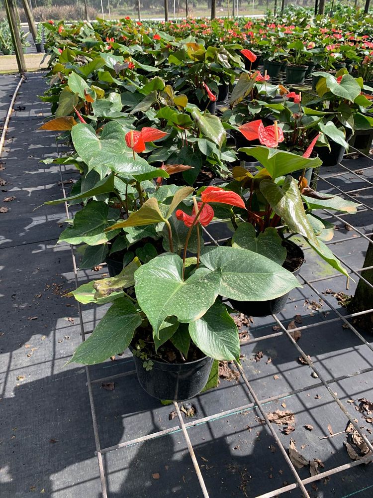 anthurium-aren-t-you-orange
