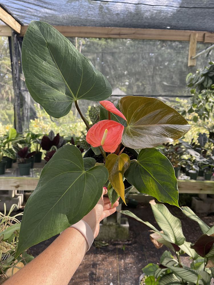 anthurium-aren-t-you-orange