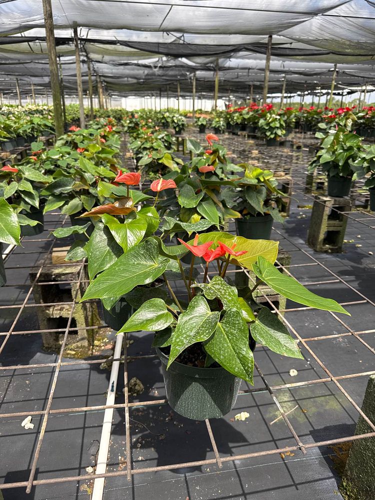 anthurium-aren-t-you-orange