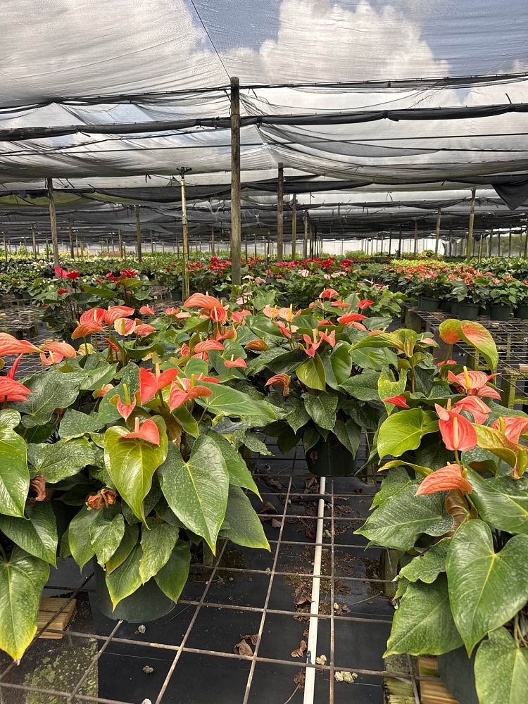 anthurium-aren-t-you-orange