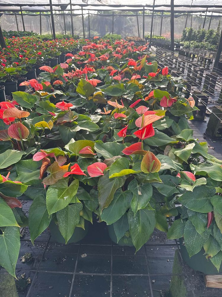 anthurium-aren-t-you-orange