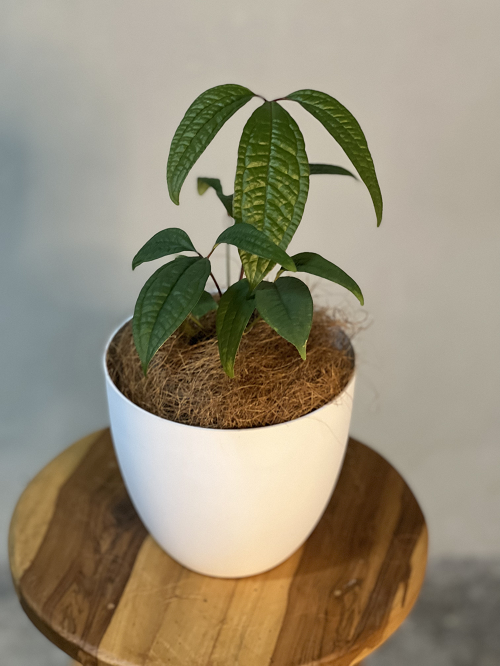 anthurium-arisaemoides