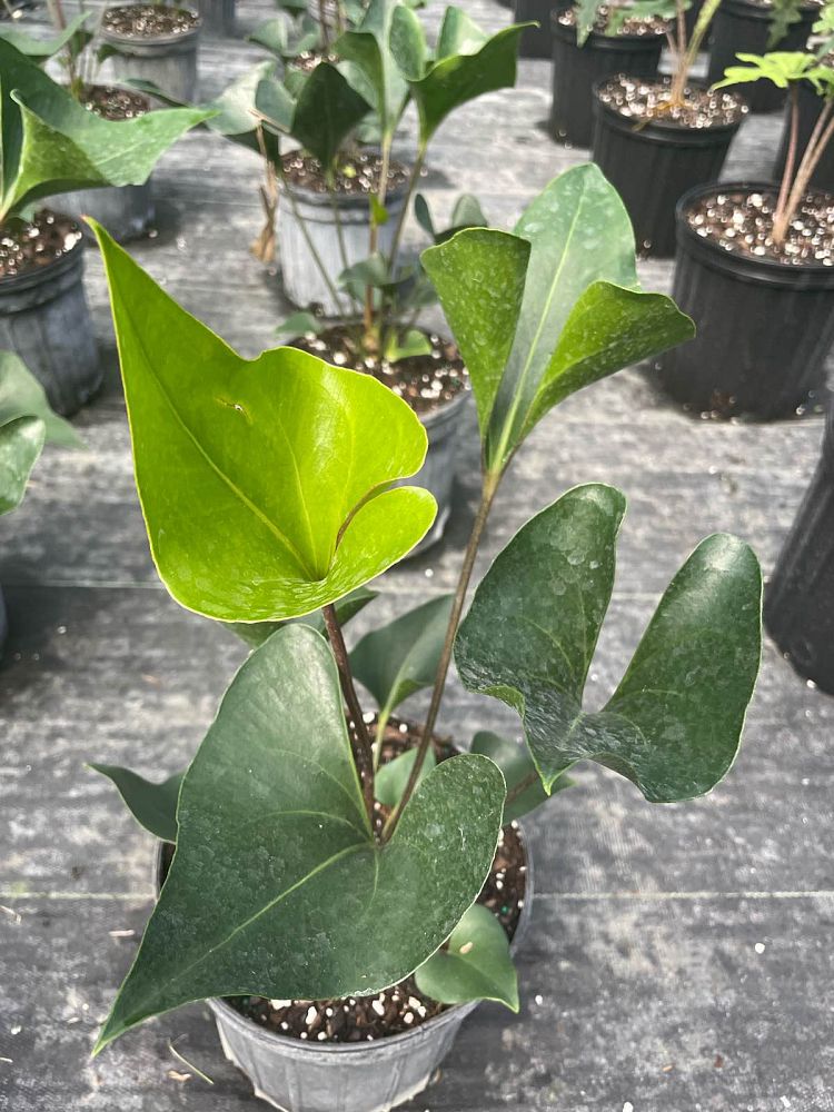 anthurium-arrow