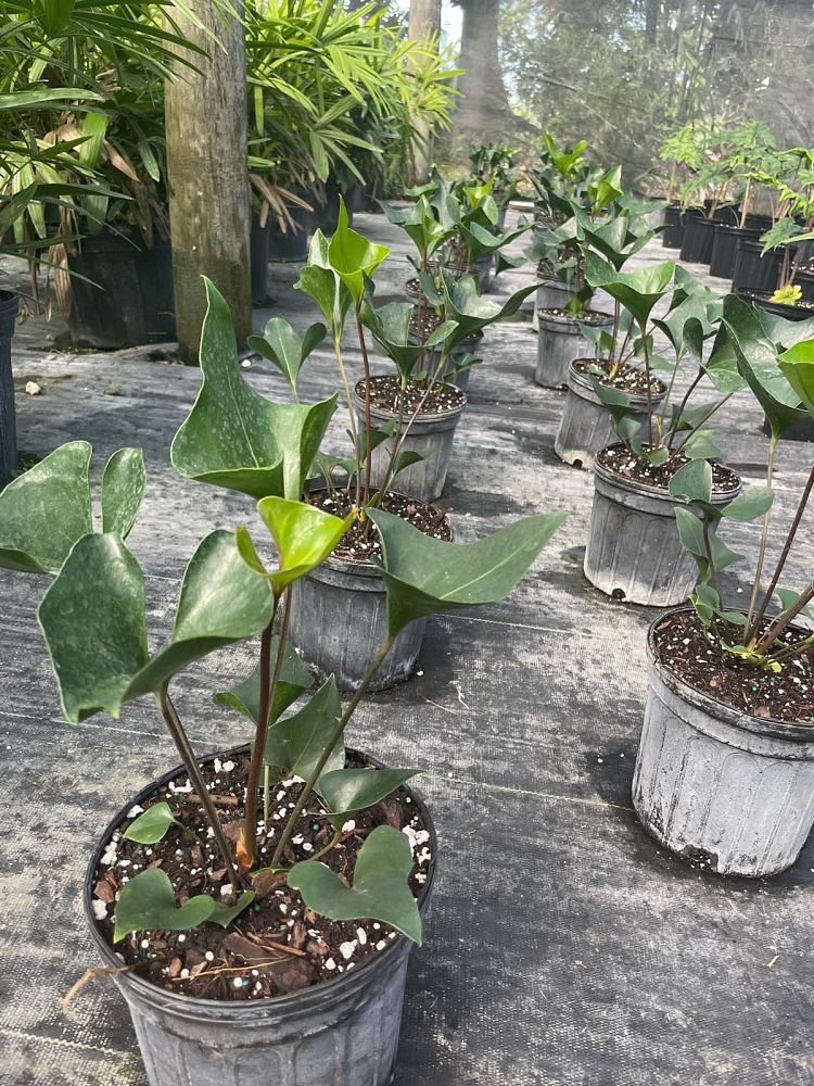 anthurium-arrow