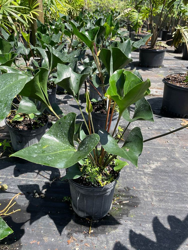 anthurium-arrow