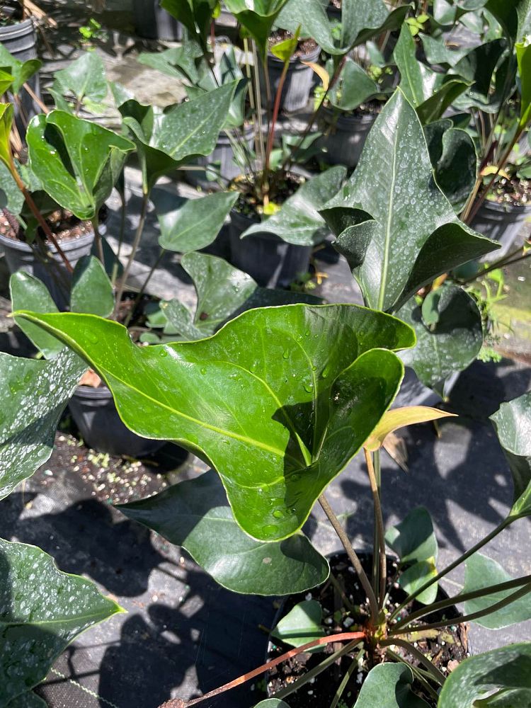 anthurium-arrow