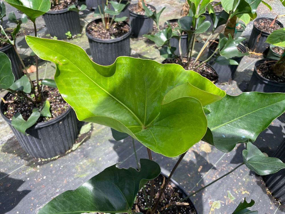 anthurium-arrow