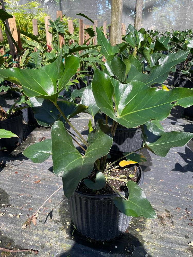 anthurium-arrow