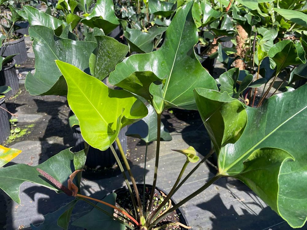 anthurium-arrow