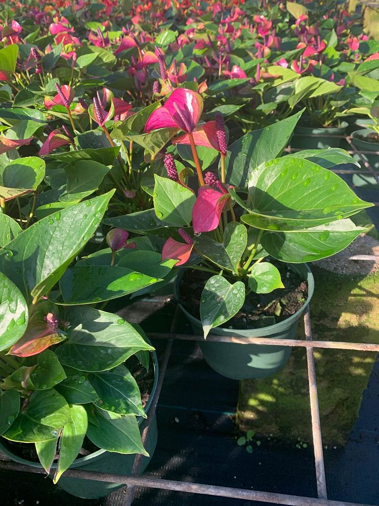 anthurium-baby-purple