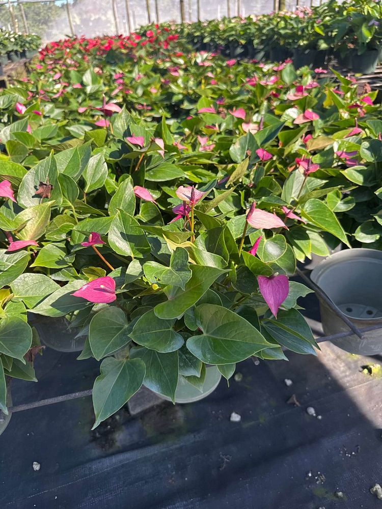 anthurium-baby-purple