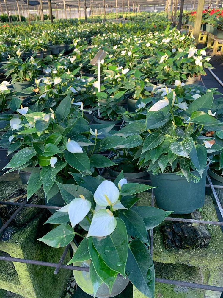 anthurium-baby-white