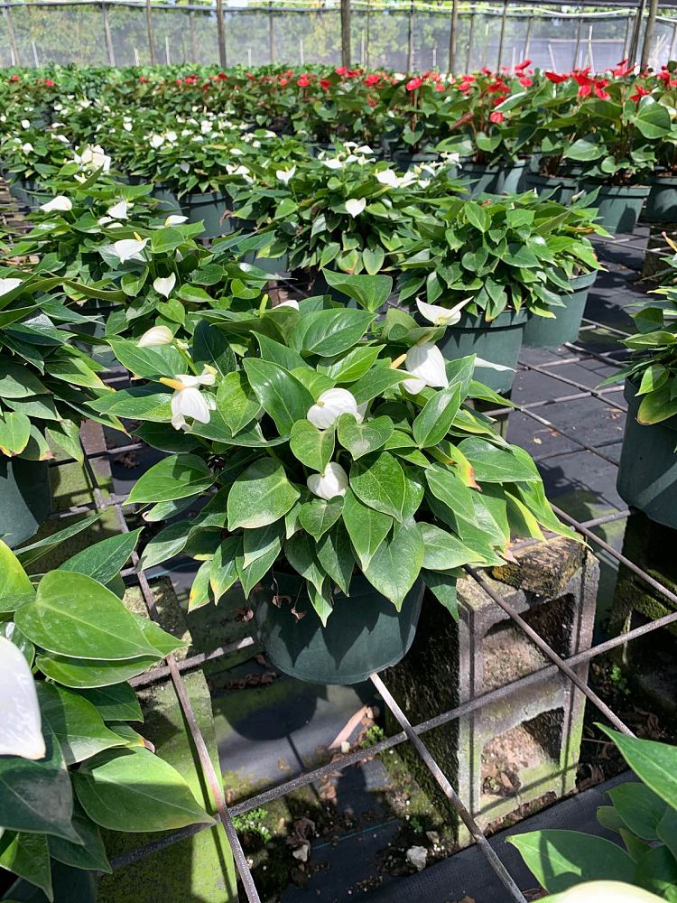 anthurium-baby-white