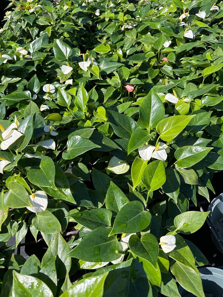 anthurium-baby-white