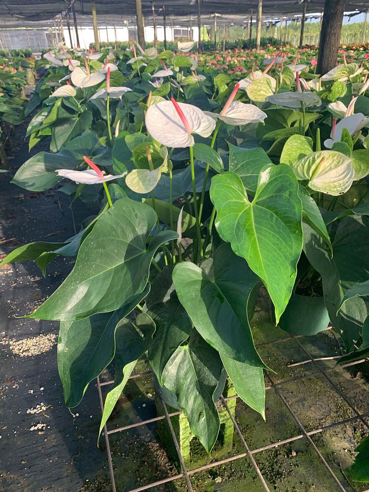 anthurium-big-bold