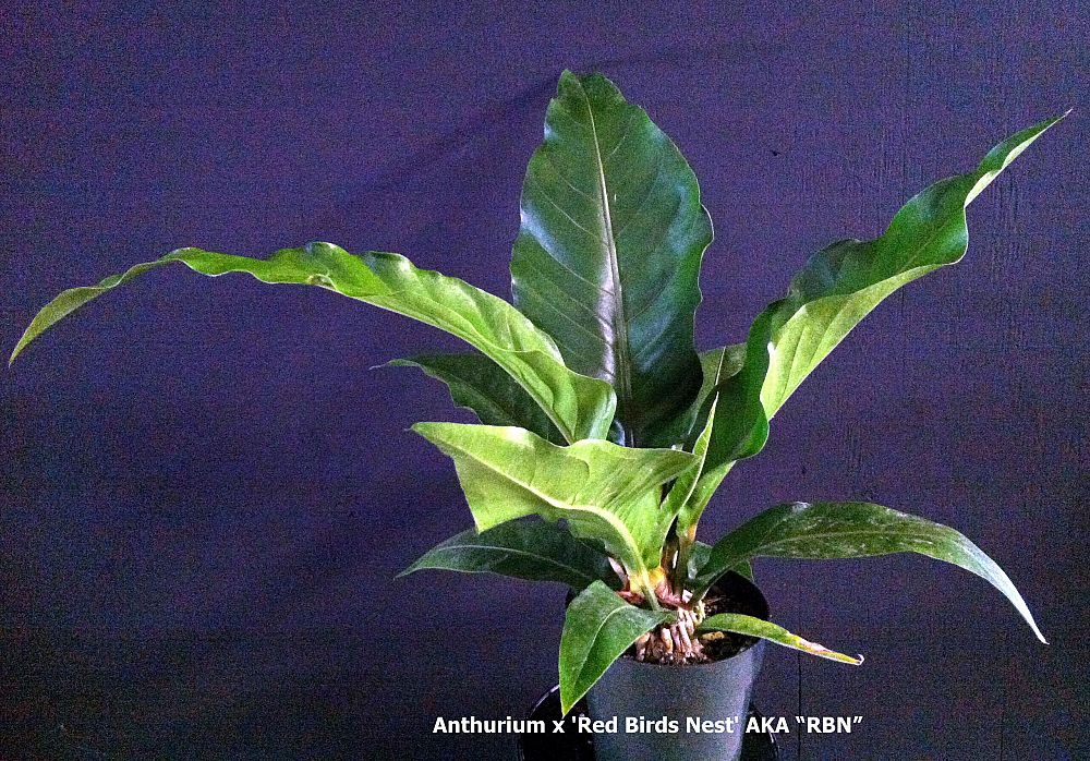 anthurium-big-red-bird-bird-s-nest-anthurium-anthurium-cubense