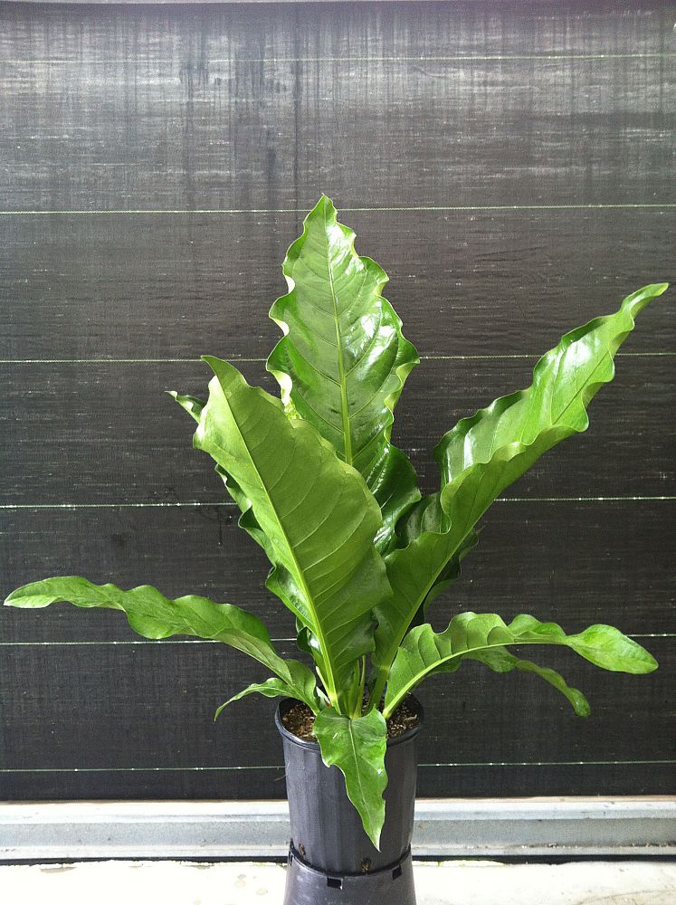 anthurium-big-red-bird-bird-s-nest-anthurium-anthurium-cubense