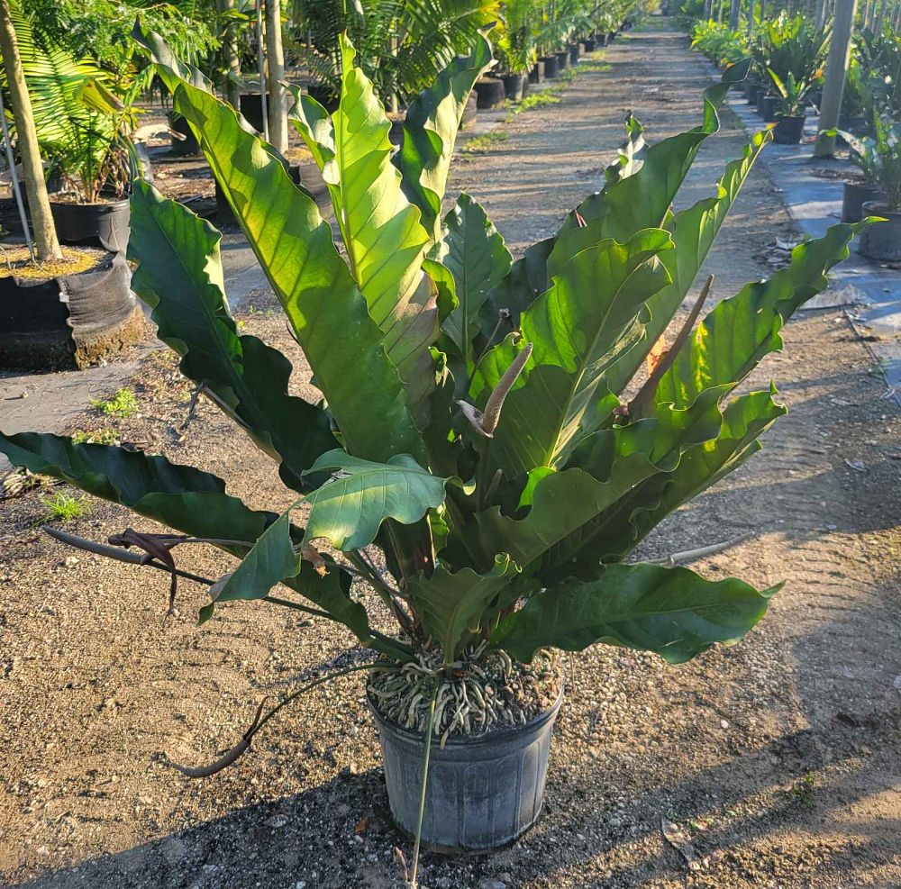anthurium-big-red-bird-bird-s-nest-anthurium-anthurium-cubense