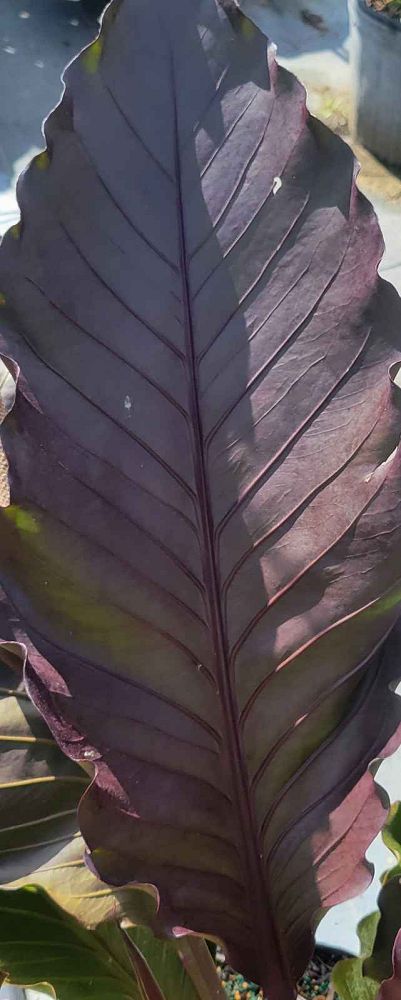 anthurium-big-red-bird-bird-s-nest-anthurium-anthurium-cubense
