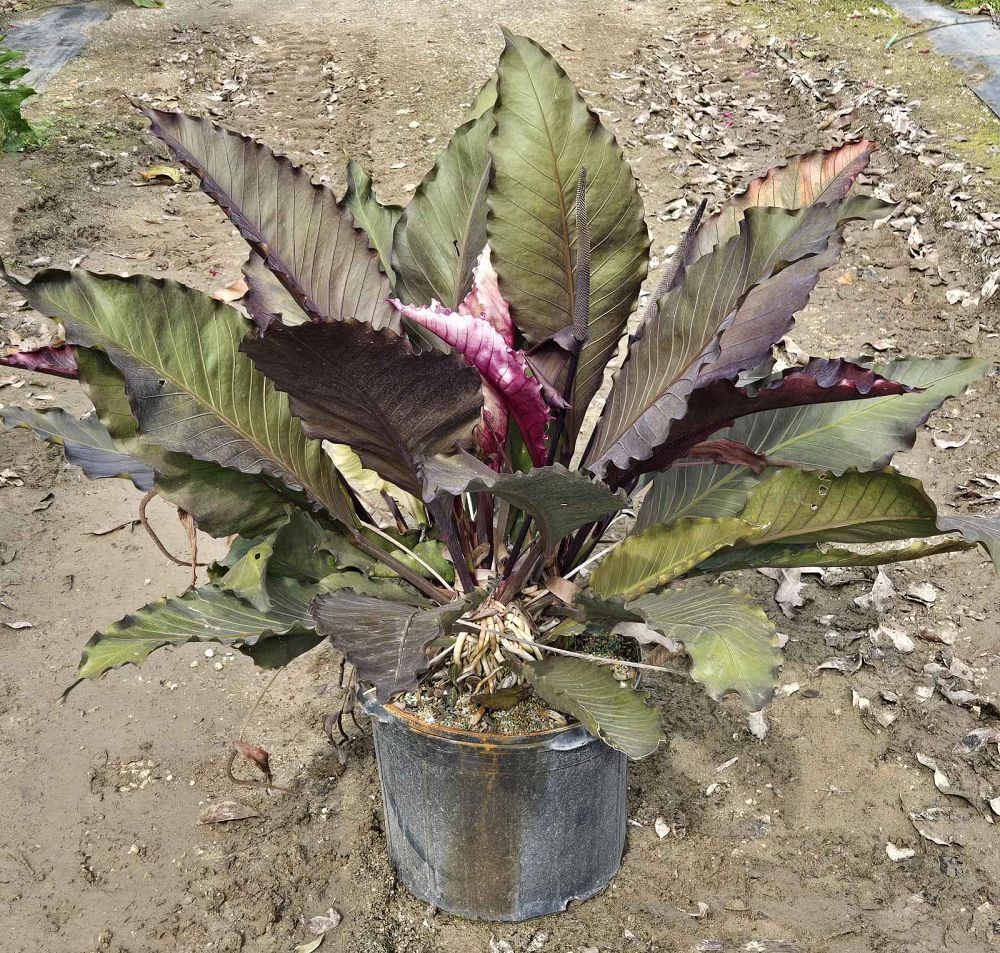 anthurium-big-red-bird-bird-s-nest-anthurium-anthurium-cubense