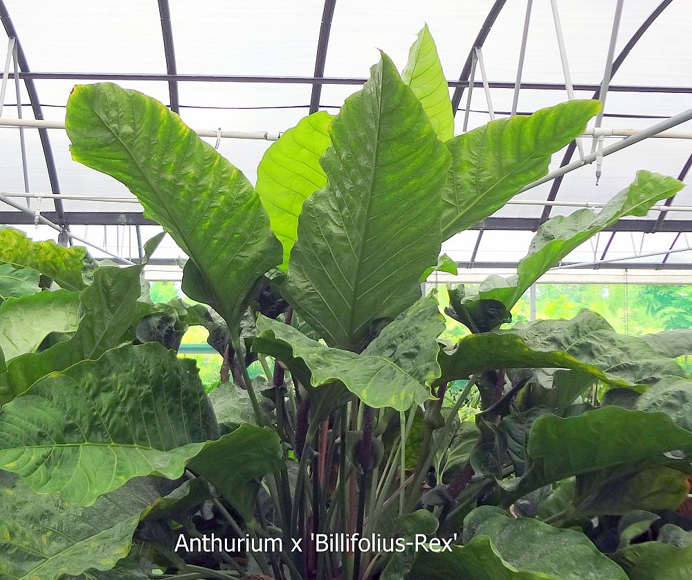 anthurium-billifolious-rex