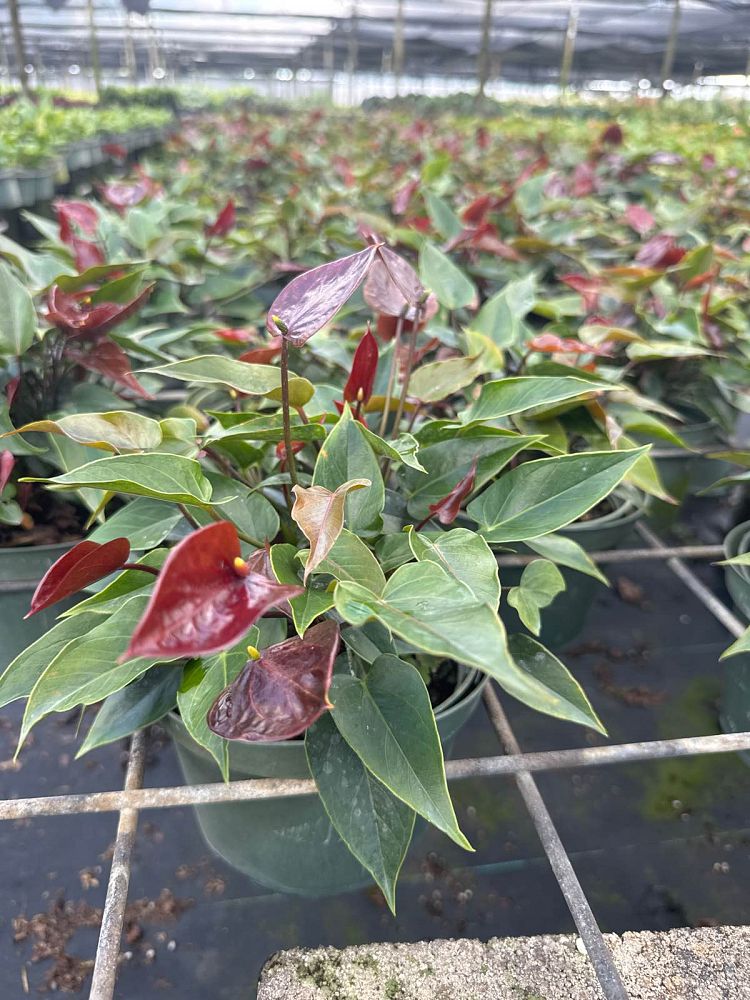 anthurium-black-love