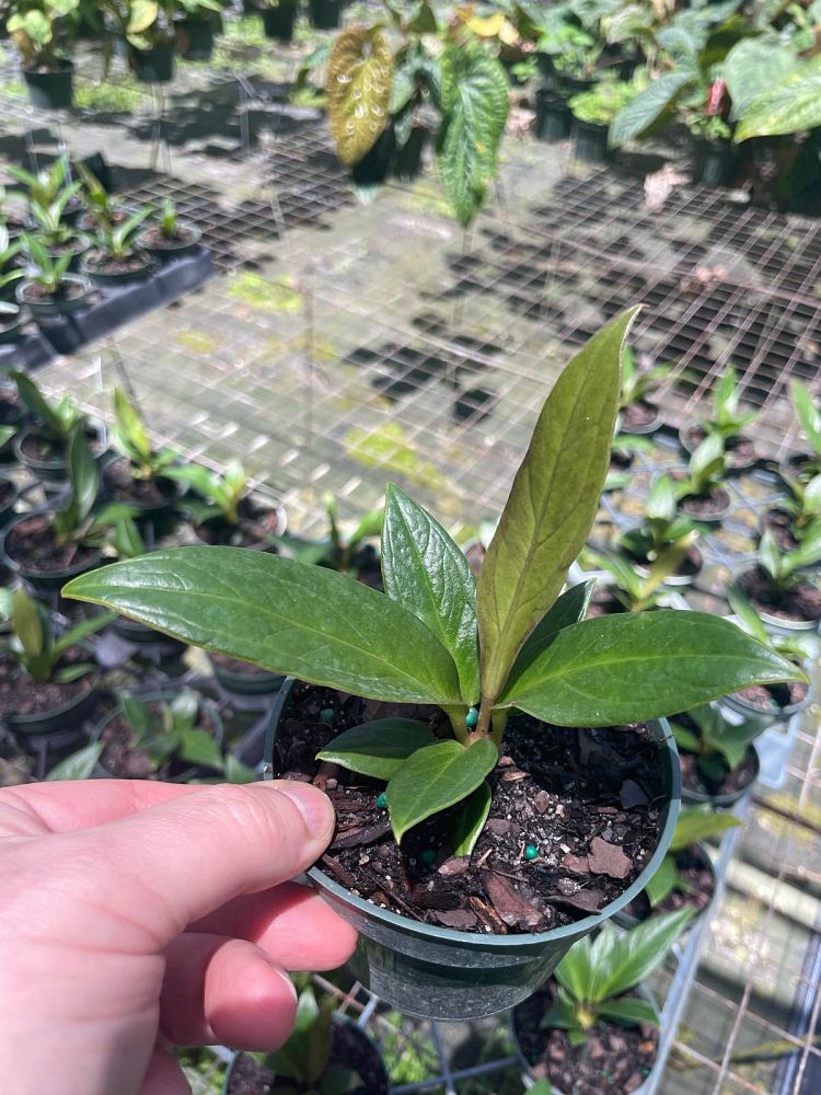 anthurium-bonplandii-guayananum