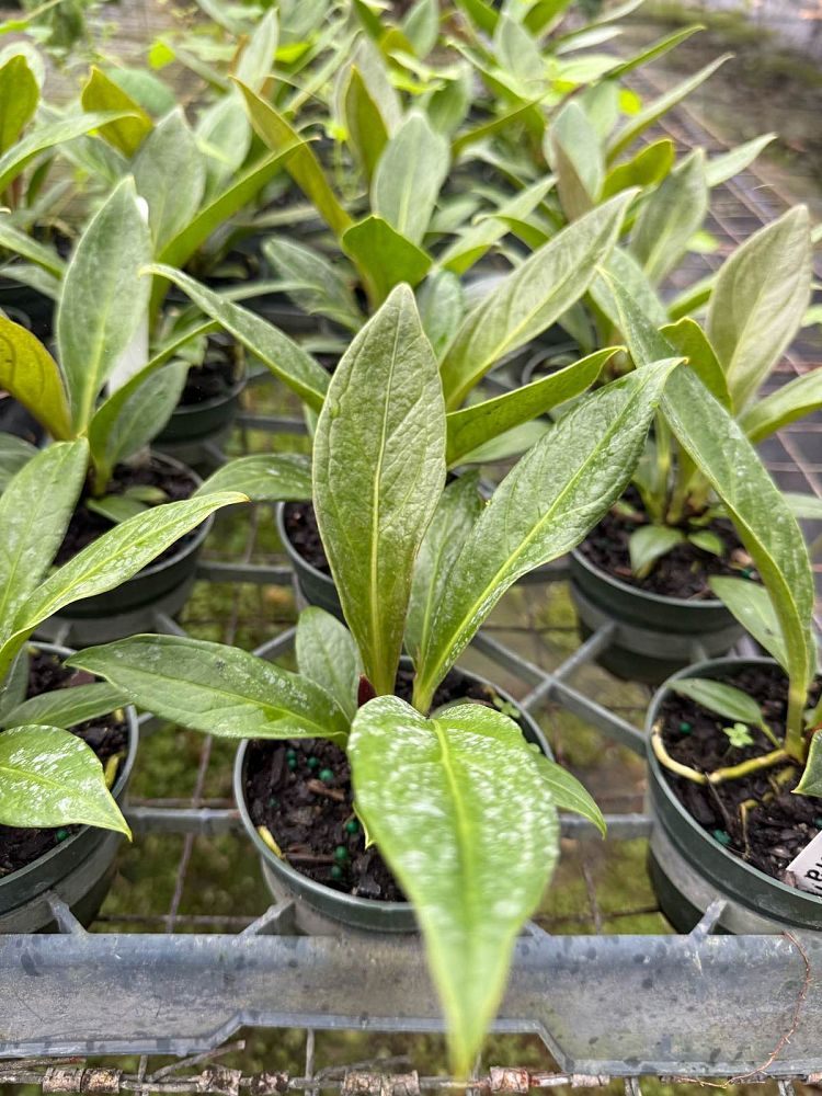 anthurium-bonplandii-guayananum