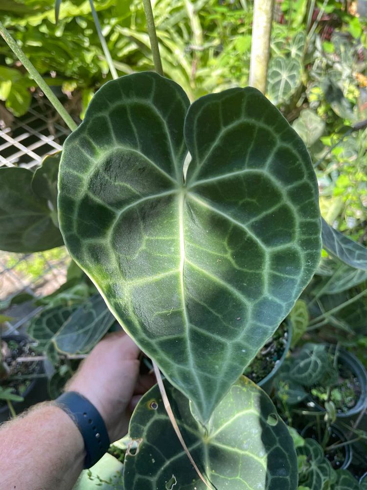 anthurium-clarinervium