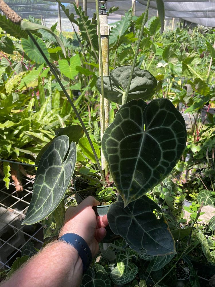 anthurium-clarinervium