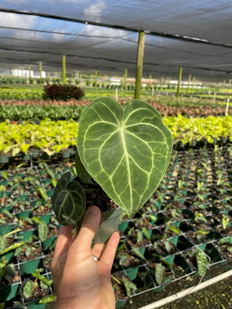 anthurium-clarinervium